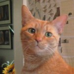 FL Frankie IMG_5802 Red/orange tabby with green eyes