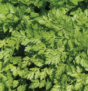Chervil 2441_1_