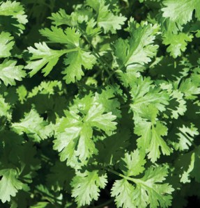 Cilantro image Johnnyselectseeds.com