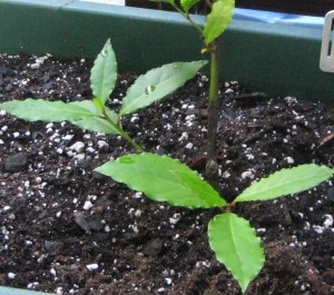 New leaves on Laurus nobilis plant