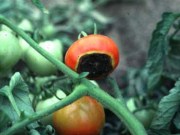 image of blossom end rot (Ohio State University)