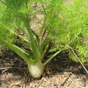 fennel (Foeniculum vulgare)