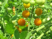 Sungold cherry tomatoes on the vine
