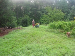 wagon of flowers in buckets