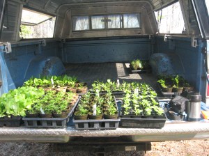 flats of plants on tailgate of truck to be loaded for the farmers' market.