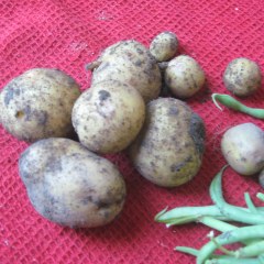 Yukon Gold potatoes still with soil on them
