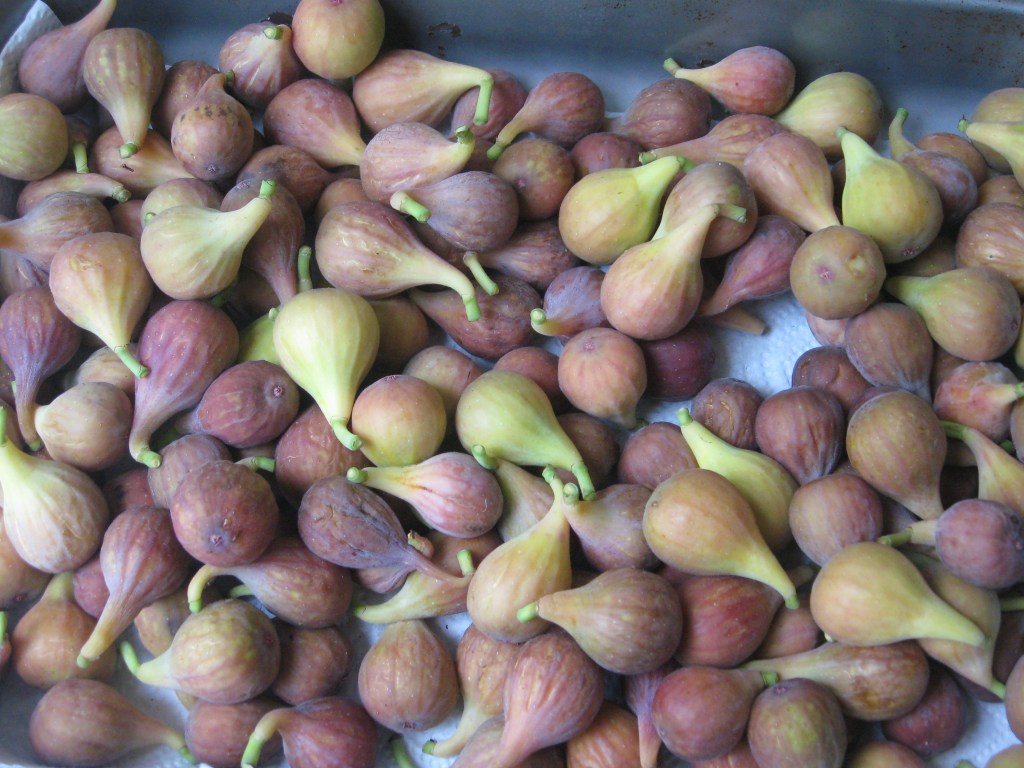 brown turkey figs picked ripe