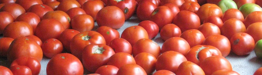 lots of tomatoes laid out on table
