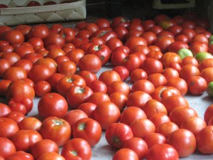 lots of tomatoes laid out on table