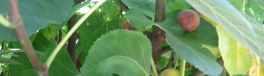 figs on tree