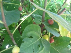 figs on tree