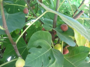 figs on tree