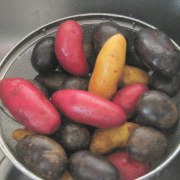 RWBpots IMG_6884 mixed color potatoes in colander