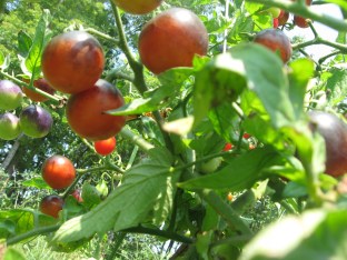 Ripe Indigo Rose tomatoes