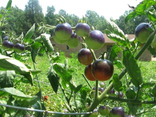 Sprays of unripe Indigo Rose Tomatoes on the vine