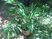 large plant of culinary ginger in pot