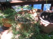 French thyme and French tarragon in small pots
