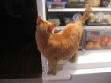 IMG_5905 Orange tabby cat in the refrigerator