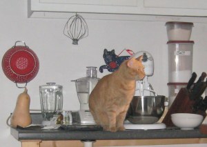 orange tabby on kitchen counter with mixer and knives