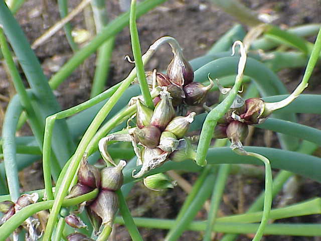 allium_fistulosum_bulbifera0