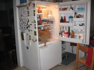 cat in refrigerator