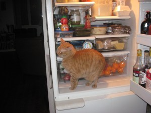 Cat in fridge