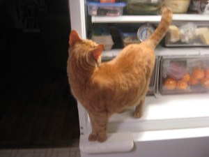 cat checking fridge