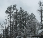 trees with snow