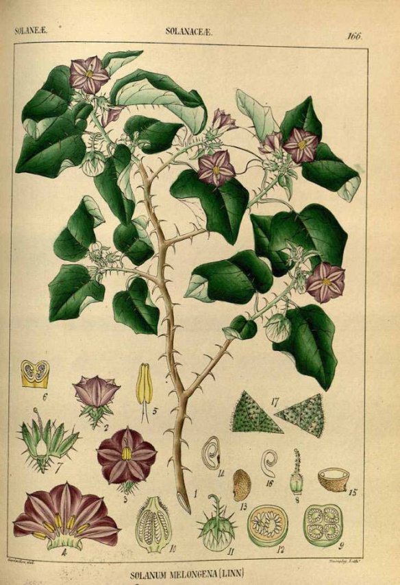 Wight, R., Illustrations of Indian botany, or figures illustrative of each of the natural orders of Indian plants, vol. 2: t. 166 (1850) [Goovindo] (Source: http://plantillustrations.org)