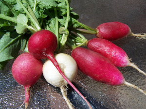 Radish Varieties