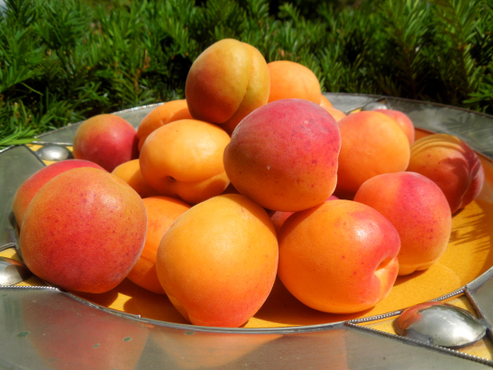 Image of bowlful of apricots
