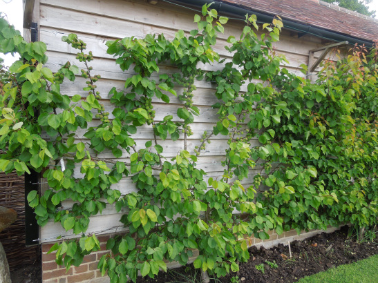 Image of Howard's apricot bushes