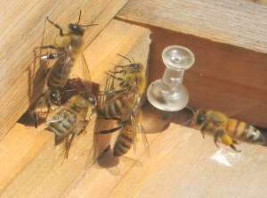 honeybees at hive entrance