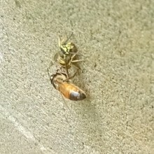 cropped invaders IMG_20150805_135640958