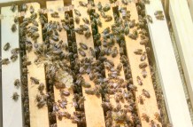 hive_IMG_20150815_114521440_HDR