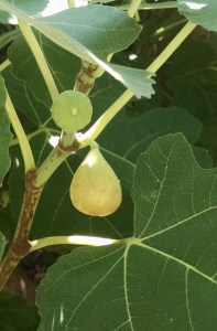 ripening fig