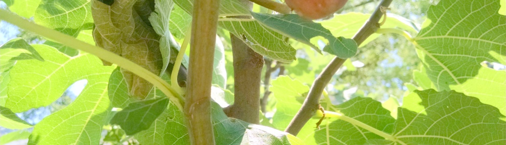 first ripening fig