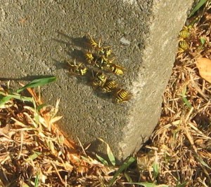 yellowjackets on cement block