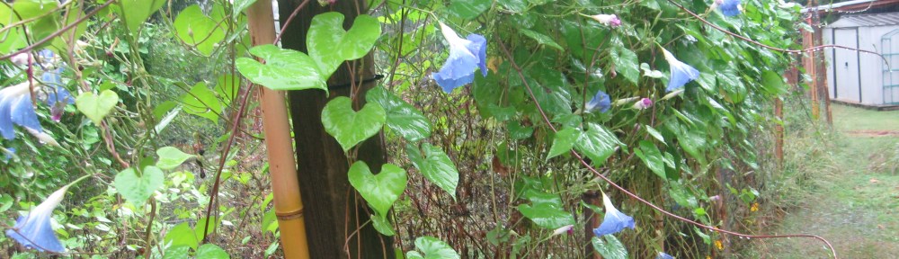 Heavenly Blue morning glories in the rain