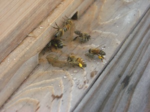 pollen-carrying bees 