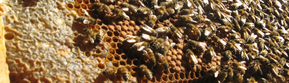Langstroth frame with capped honey and bees