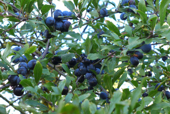 Image of sloes growing in hedgerow