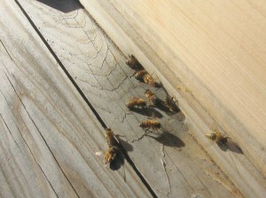 IMG_8695_11_11_traffic