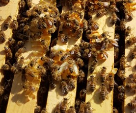 20160116_pupae and burr comb_134800