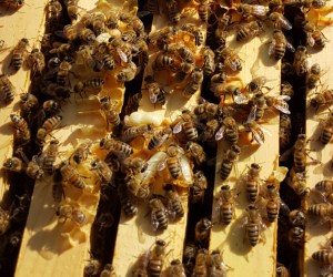 20160116_pupae and burr comb_134800