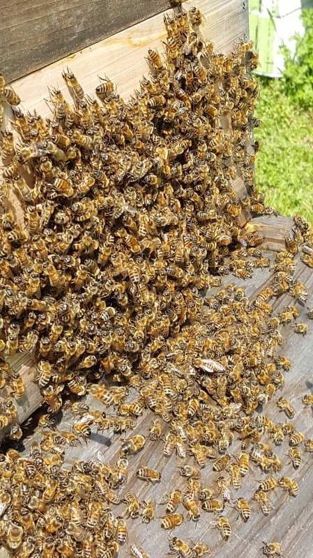clusters of honeybees on the hive