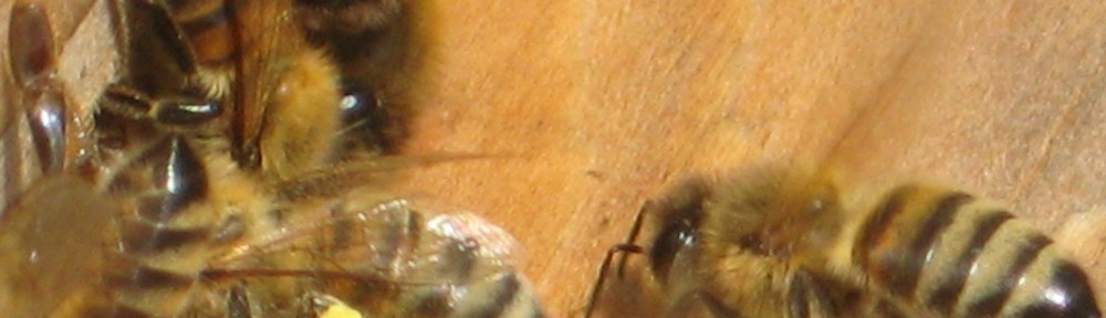 honey bees carry pollen