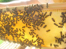bees on frame of honey