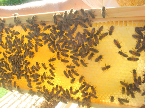 bees on frame of honey