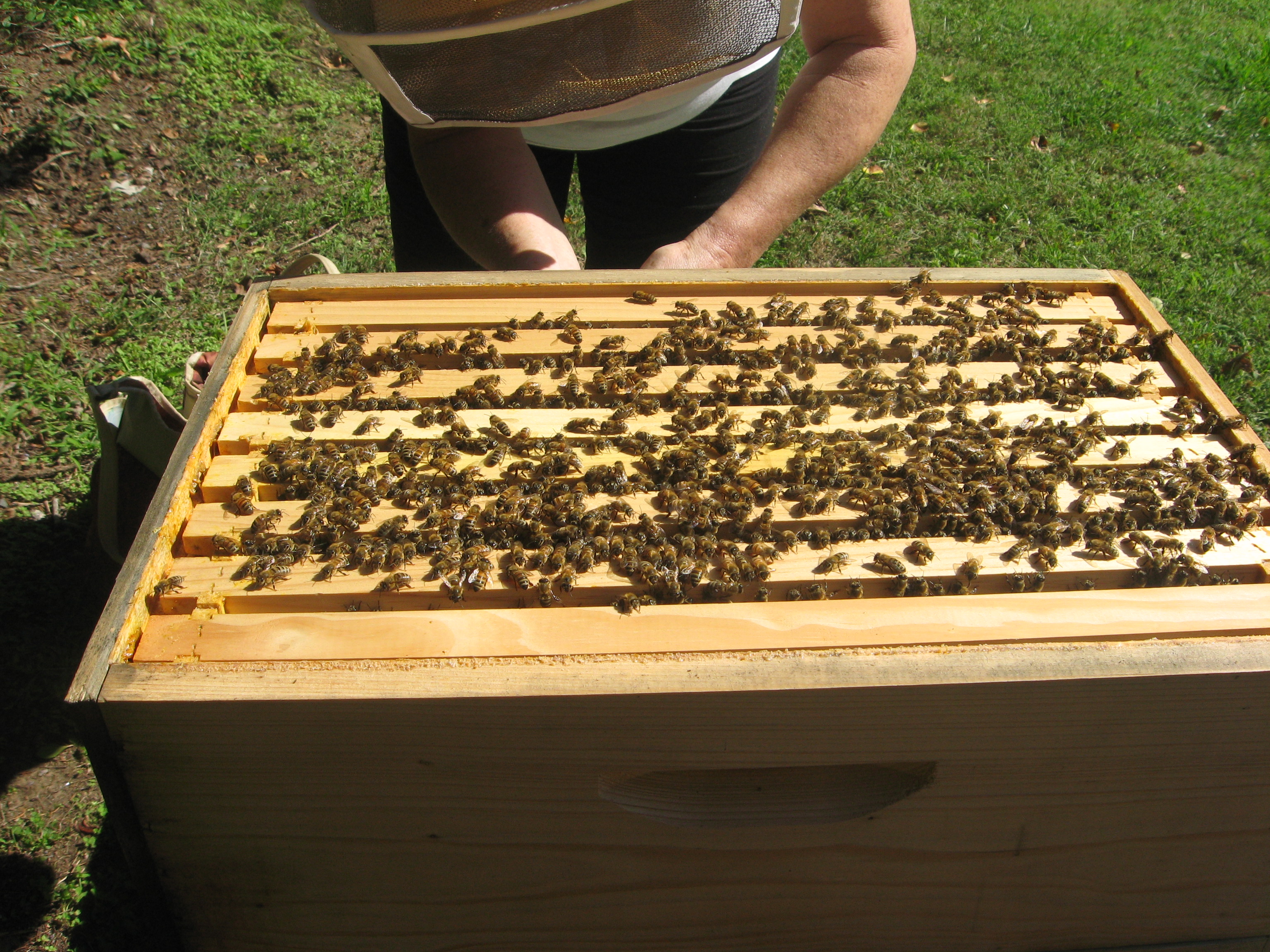 brood box of hive